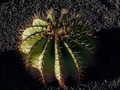 Ferocactus Schwarzii IMG_2826 